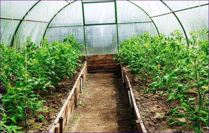 Pędy pomidora: kiedy i jak sadzić w szklarni oraz jak chronić je przed mrozem
