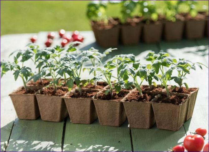 Sadzonki pomidorów: kiedy i jak sadzić w szklarni oraz jak chronić przed mrozem