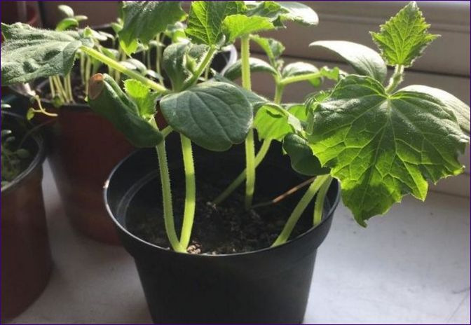 Uprawa ogórków: kiedy i jak korzystać ze szklarni i nasion w szkółce