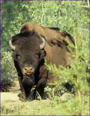 Park Narodowy Wood Buffalo