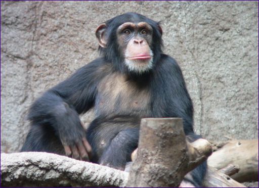 Szympans pospolity