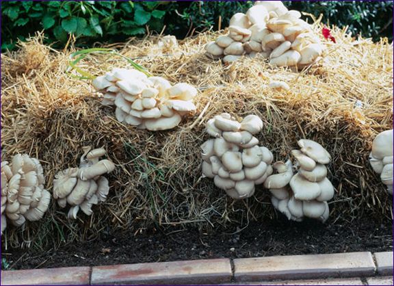 Uprawa grzybów w domu
