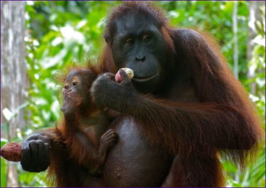 orangutan kalimantański