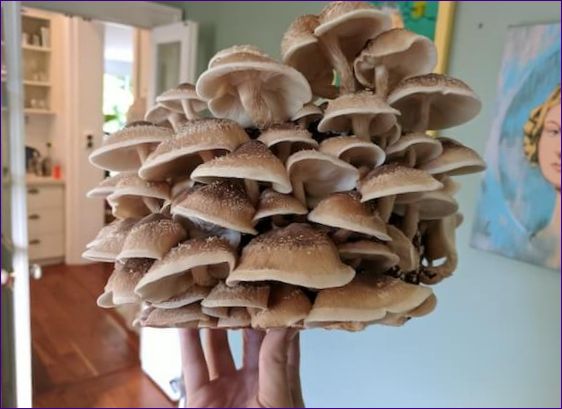 Domowa uprawa grzybów