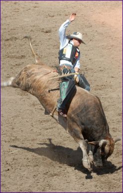 Bull Rodeo