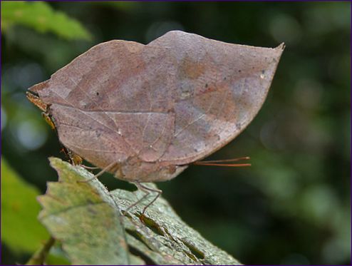 Kalima (Dead Leaf Moth)