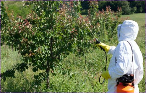 Ochrona drzew owocowych przed chorobami i szkodnikami