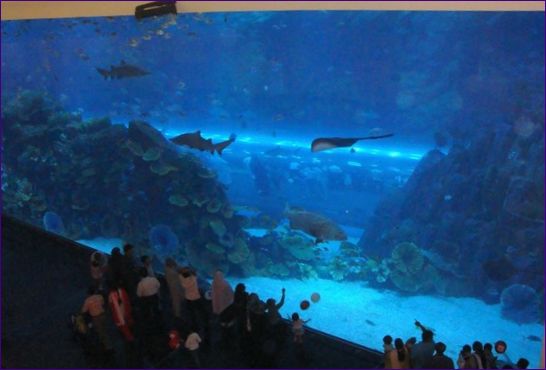 Akwarium w Dubaju, Dubaj, ZEA