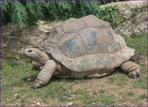 Ogromny żółw
