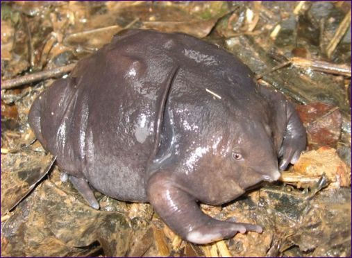 Fioletowa żaba