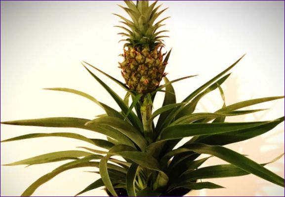 Jak uprawiać ananasa w domu