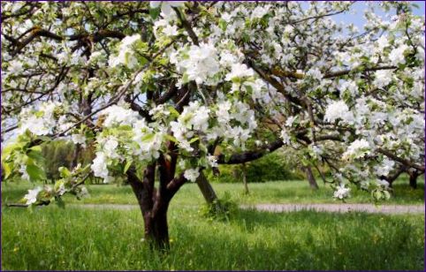 Wiosenna pielęgnacja, przycinanie i sadzenie drzew owocowych