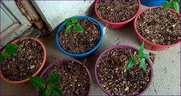 Jak uprawiać wiśnię: zasady sadzenia i błędy pielęgnacyjne