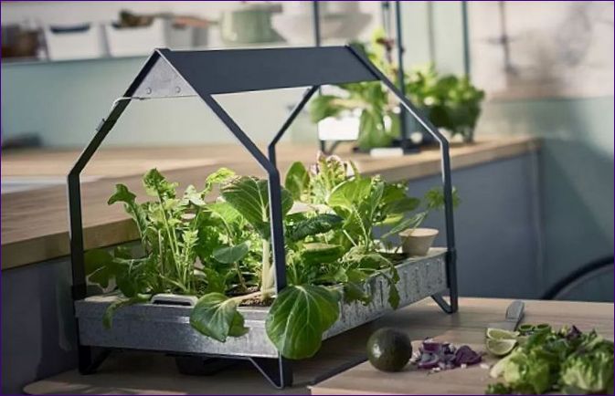 Mini ogródki warzywne w mieszkaniu