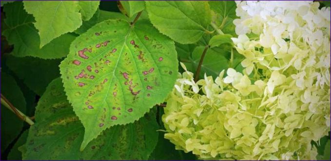 Instrukcja sadzenia hortensji na wiosnę - pielęgnacja roślin, walka z chorobami