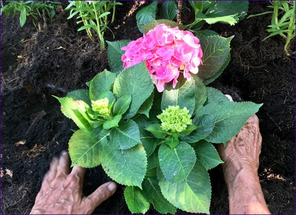 Sadzenie hortensji wiosną - pielęgnacja roślin, walka z chorobami