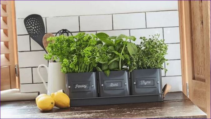 Mini ogródki warzywne w mieszkaniu