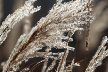Trawa pampasowa – specyfika sadzenia, pielęgnacji, zimowania