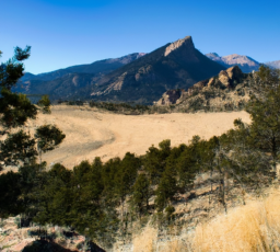 Jak zwalczać stonkę ziemniaczaną Colorado